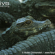 Illustration for article titled The Complete Crocodilian Primer